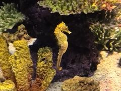-暹罗海洋世界