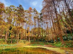 -深圳仙湖植物园