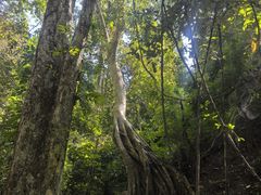 -西双版纳原始森林公园