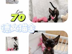 -70cat德文卷毛猫·缅因猫纯种猫舍