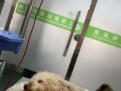 -爱侣宠医·鹦鹉专科·小型哺乳类·异宠专科(灵石路店)