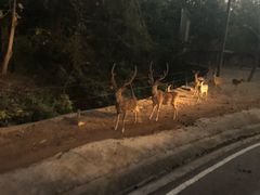 -清迈夜间动物园
