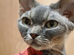 -MOCHA明星猫咖(田子坊店)
