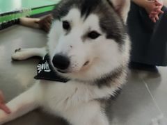 -Husky Go! 哈士奇体验馆·宠物咖啡厅狗咖