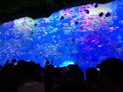 -芜湖新华联大白鲸海洋公园