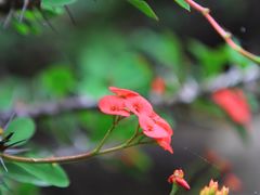 -墨尔本皇家植物园