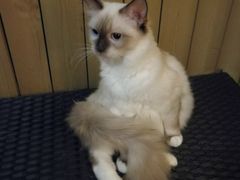 -猫色咖啡·猫咖