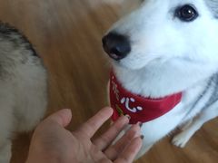 -Husky Go! 哈士奇体验馆·宠物咖啡厅狗咖