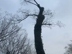 -拙政园