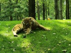 -北京野生动物园