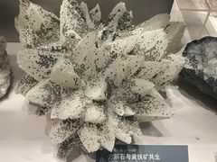 -中国地质博物馆