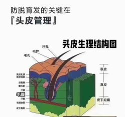 点击看大图 -侗秀养发•头疗