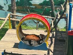 -西霞口神雕山野生动物世界