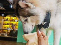 -Husky Go! 哈士奇体验馆·宠物咖啡厅狗咖