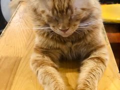 -猫小院猫主题咖啡厅(北锣店)