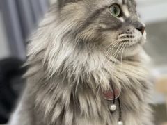 -楼上猫咖(罗湖店)