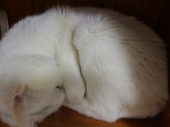 -伟伟宠物医院·CT影像中心·瑞派犬猫综合性门诊(汉口总院)