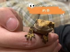 -酷以爬仙阁实体爬宠店·守宫·蜥蜴·专业繁育