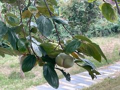 -响堂山石窟-北响堂山石窟