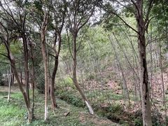 -南京市无想山景区