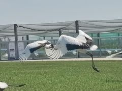 -盐城丹顶鹤湿地生态旅游区