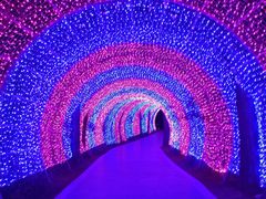 -大塘金香草谷