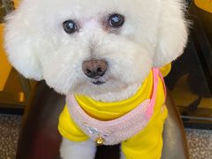 -BABIT巴比特宠物(MOMOPARK店)