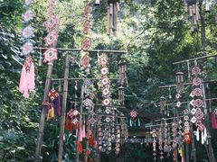 -西双版纳原始森林公园
