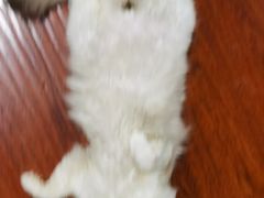 -宠爱国际动物医院· 猫科· 外科·中兽医(长白店)