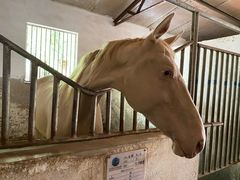 -月河湾马术俱乐部(朝阳店)