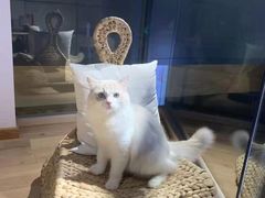 -瞄一喵猫咖(格力海岸店)