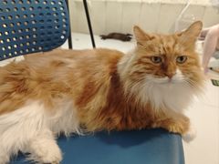 -平行世界·猫咖(首经贸店)