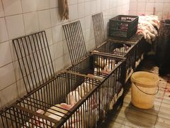 -温江公平红烧兔(总店)