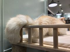 -安格丽娜·狗咖·猫咖羊驼咖(春熙路百盛商场店)