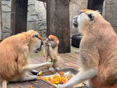 -常州淹城野生动物世界