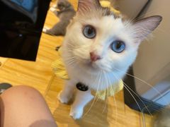 -啵啵喵·猫咖(攀华国际店)