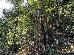 -中国科学院西双版纳热带植物园