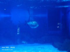 -烟台海昌鲸鲨海洋公园