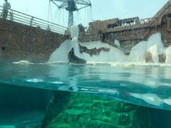 -秦皇岛乐岛海洋王国