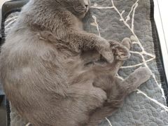 -平行世界·猫咖(首经贸店)
