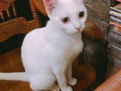 -猫色咖啡·猫咖