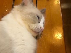 -李小姐の猫咖啡馆(五角场店)