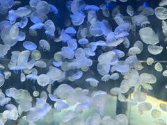 -江和美海洋公园