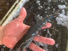 九节虾-南沙十九涌渔人码头-南门