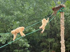 -西霞口神雕山野生动物世界