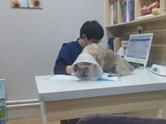 -瑞派宠物医院·犬猫全科·猫友好(宾水西道店)