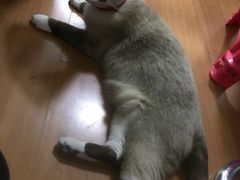 -悦宠凯宝动物医院·牙科·皮肤科(朝阳北路店)