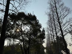 -上海长兴岛郊野公园