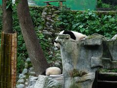 -中国大熊猫保护研究中心雅安碧峰峡基地