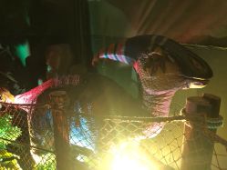 -恐龙探索乐园(磁器口店)